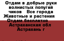 Отдам в добрые руки волнистых попугай.чиков - Все города Животные и растения » Отдам бесплатно   . Астраханская обл.,Астрахань г.